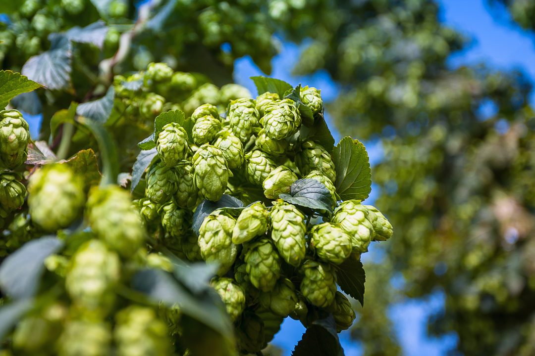 Breweries and distilleries